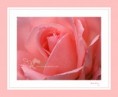 /album/flores1/la-vie-en-rose-jpg1/